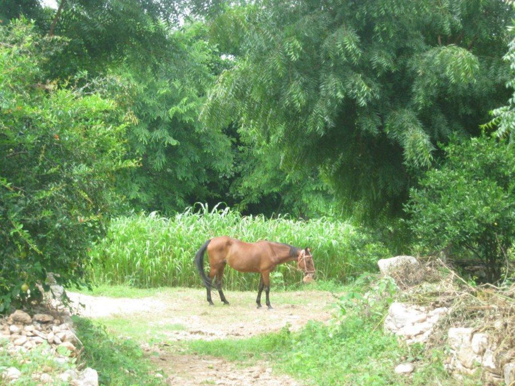 Krishna Ranch Udaipur Exterior foto
